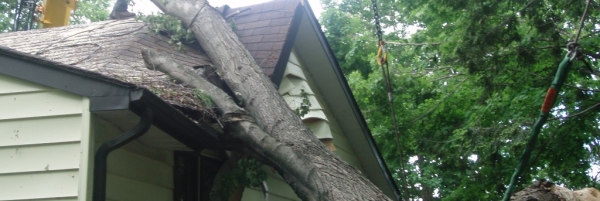 Storm Damaged maple tree on house