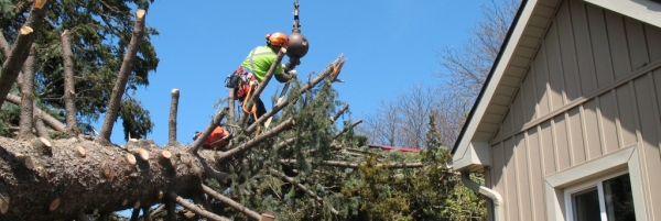 St. Catherines, storm related tree work, April, 2011