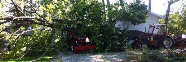 Storm damaged big 4 stem red oak