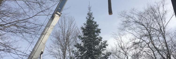 Numerous trees removed with crane in Sugar Bush
