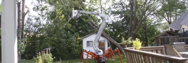 Ash tree removal from shed in Orillia