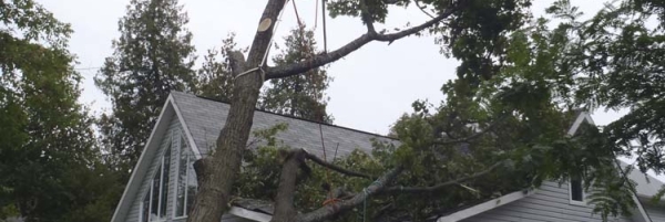 Storm damaged oak tree removal from House in Lake Dalrymple