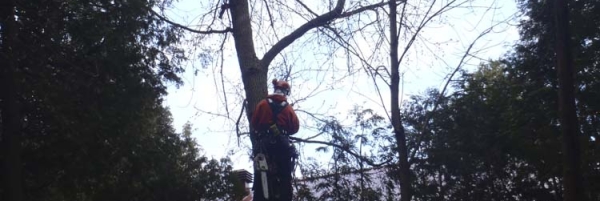 Maple tree removal from Waubashene