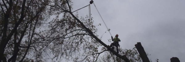 Maple tree removal with crane in Barrie