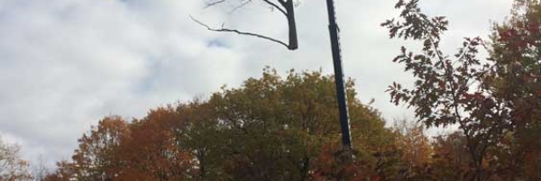 Large oak and beech tree removals with crane, Barrie Ontario