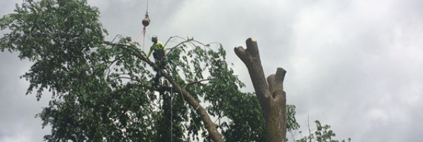 04-Large_elm_tree_removal-Barrie